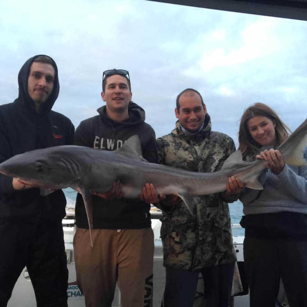four men holding gummy sharks caught on a bag out fishing charter